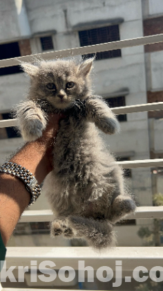 Traditional Persian Cat